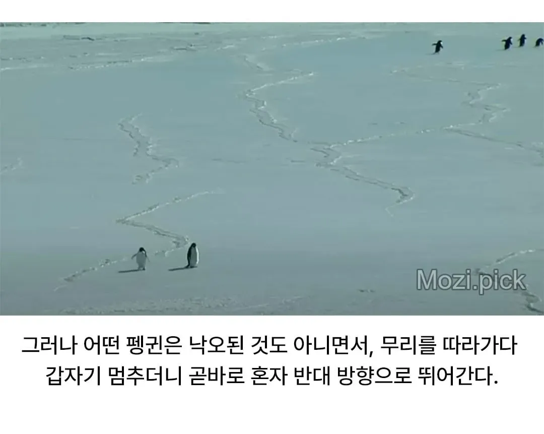 모든 펭귄이 바다로 갈 때, 혼자 산으로 가는 펭귄 (2/7)