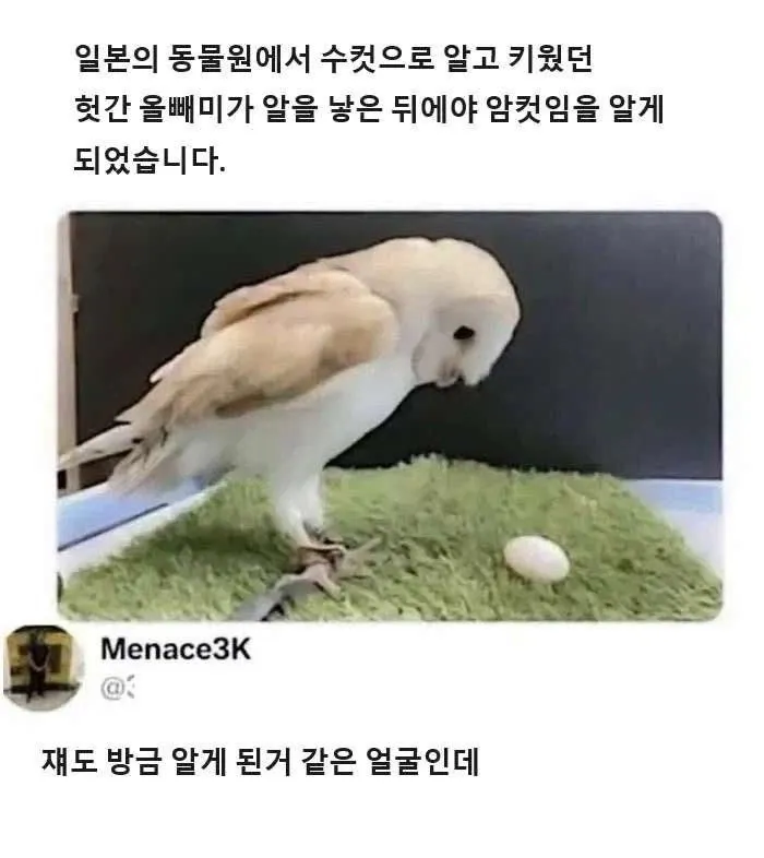 알낳은 올빼미