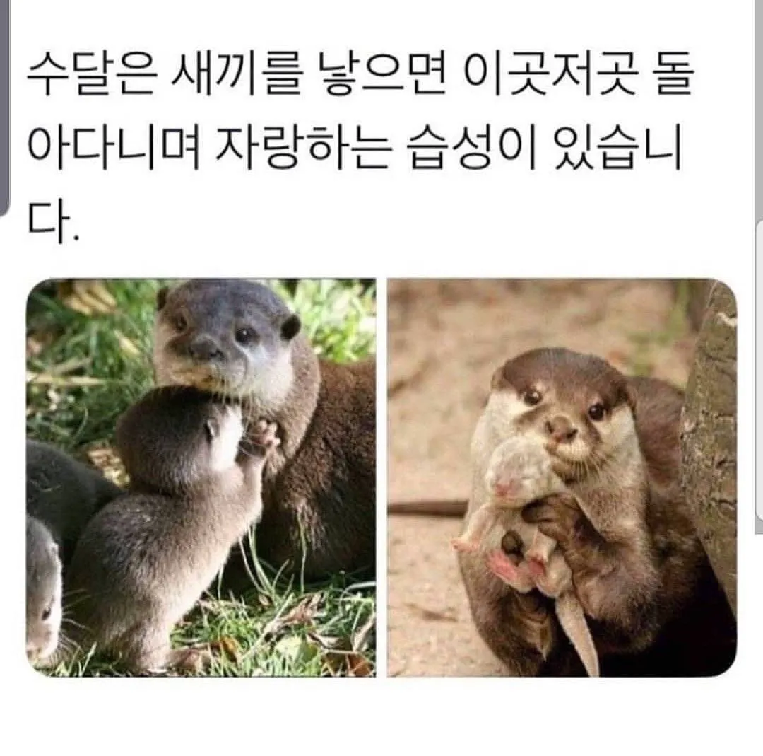 운전하는데 강아지가 인사해 줌 (12/20)