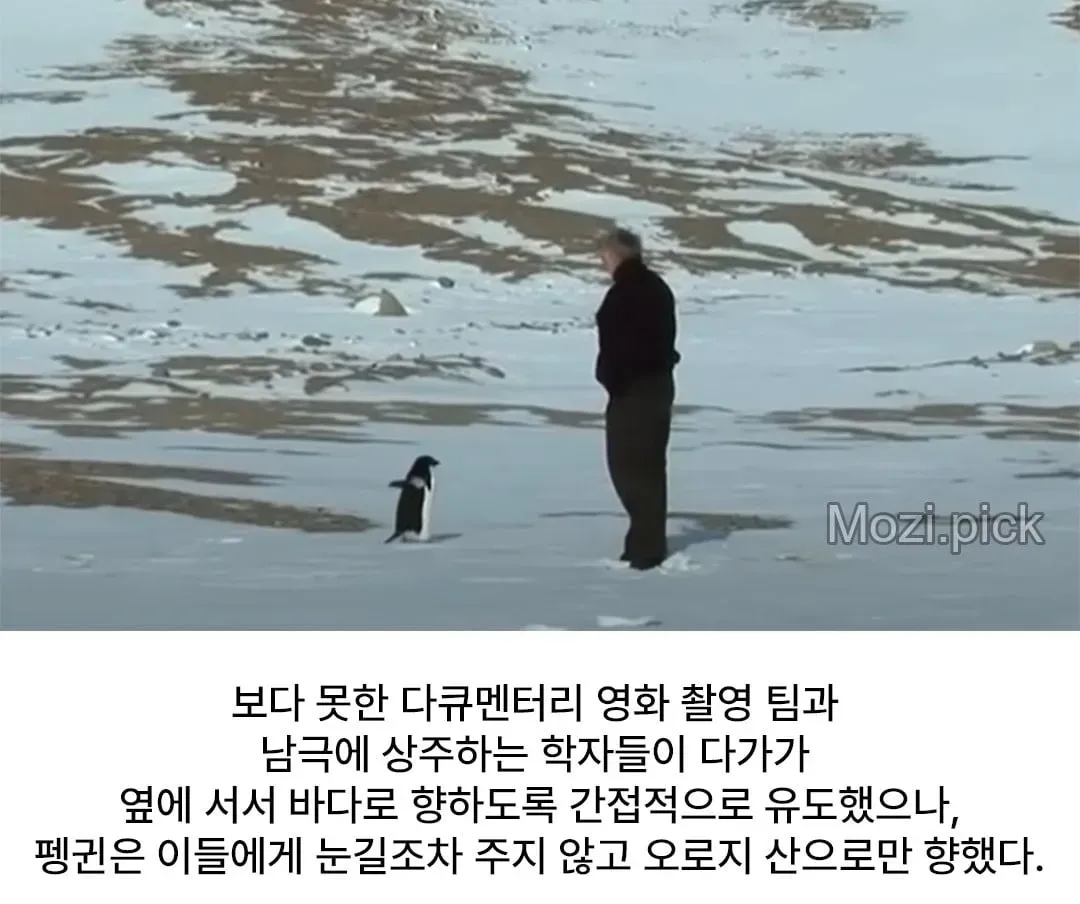 모든 펭귄이 바다로 갈 때, 혼자 산으로 가는 펭귄 (5/7)