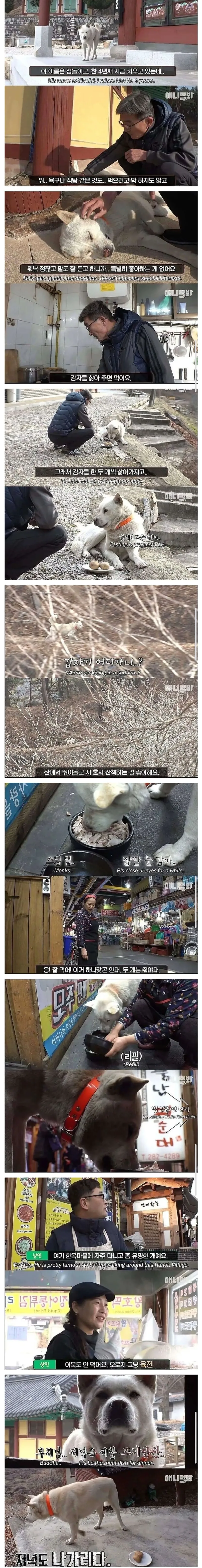 절에 사는 개가 식탐이없는이유