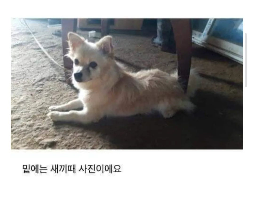 다른 집에 분양 보냈던 강아지가 집까지 찾아왔네요ㅜㅜ (3/6)