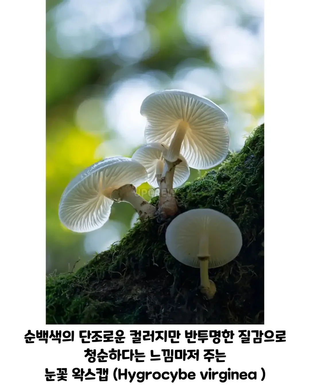버섯갤러들이 환장하는 버섯.jpg (7/19)