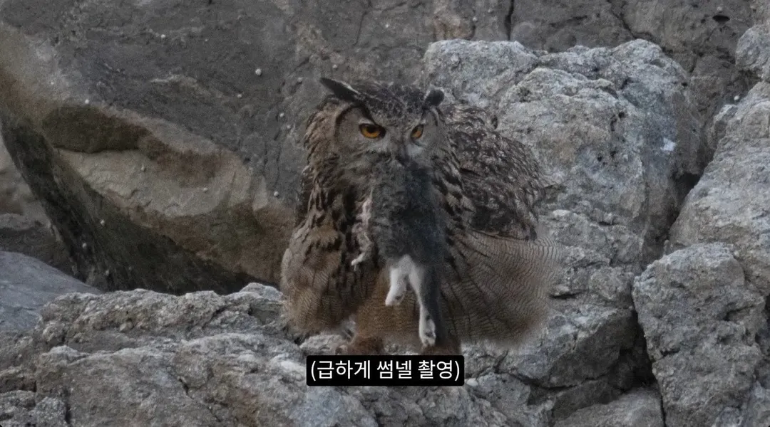 최근 수리부엉이가 먹이로 잡고 있다는 동물ㄷㄷ (5/12)
