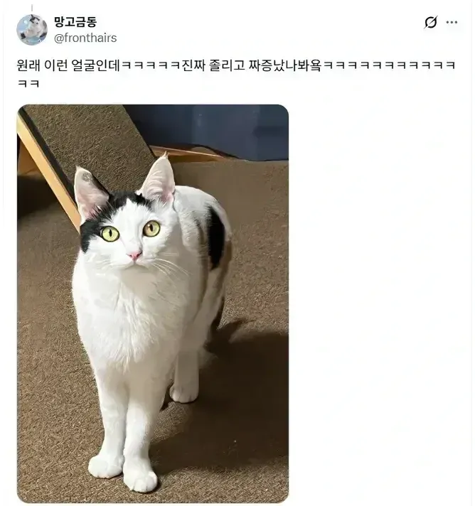 루틴 깨져서 화난 고양이 (2/2)