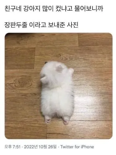 운전하는데 강아지가 인사해 줌 (4/20)