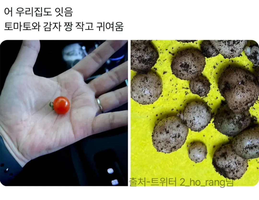 제가 직접 재배한거 보실분.jpg (7/10)