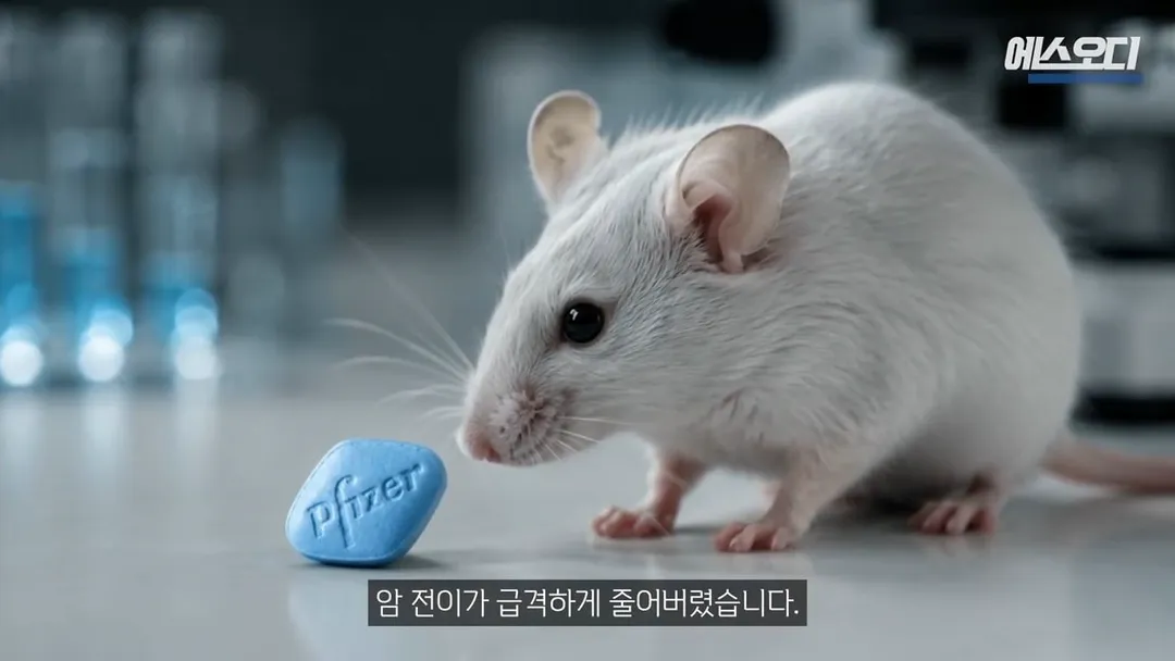 비아그라 항암효과 (3/10)