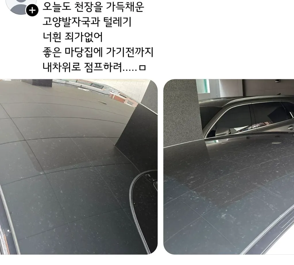 쓰레드에서 핫한 캣맘 퇴치기 (10/15)
