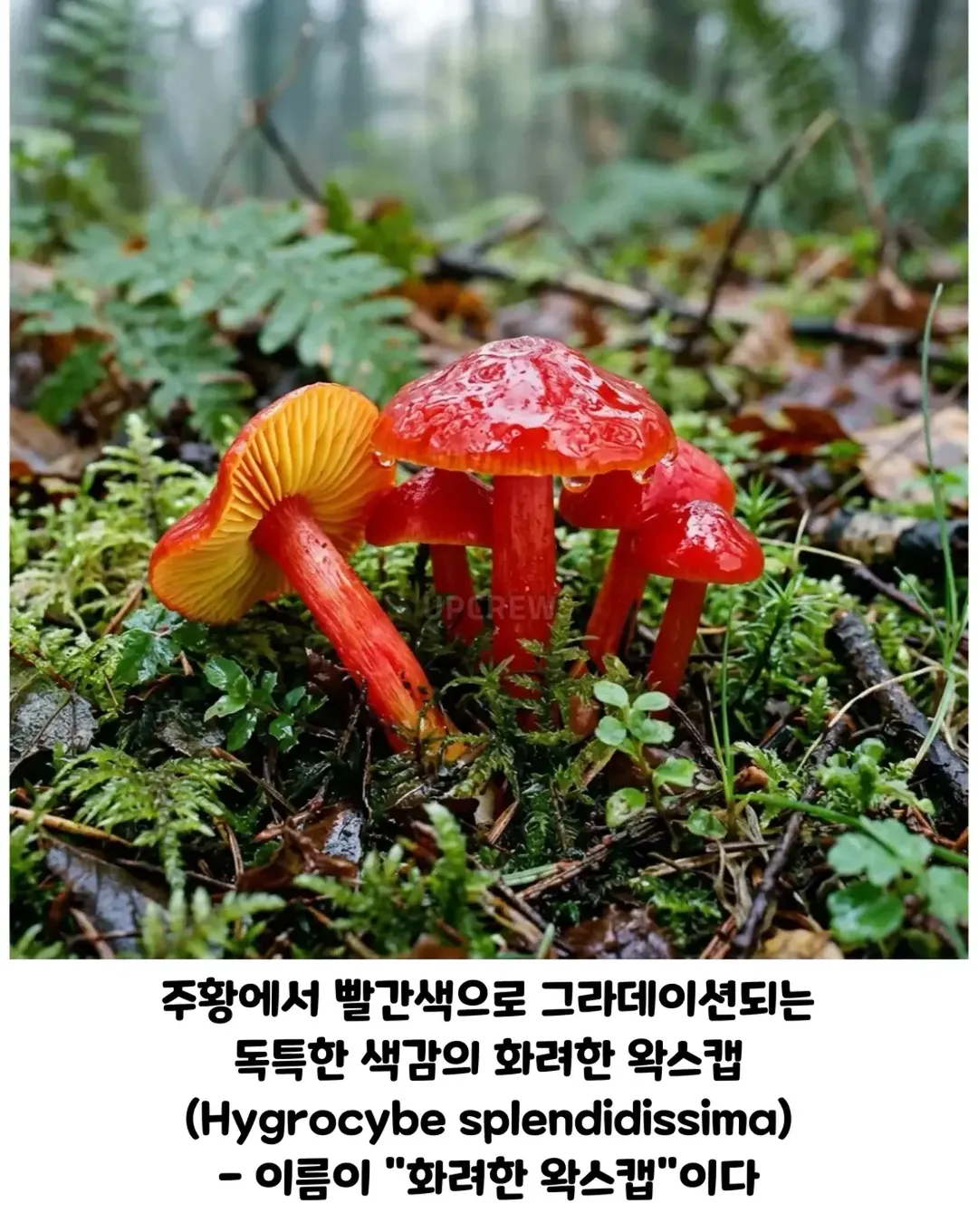버섯갤러들이 환장하는 버섯.jpg (5/19)