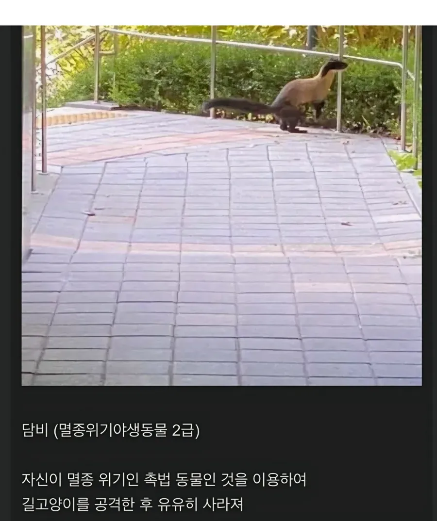 대구에 길냥이 헌터 등장.jpg (2/2)