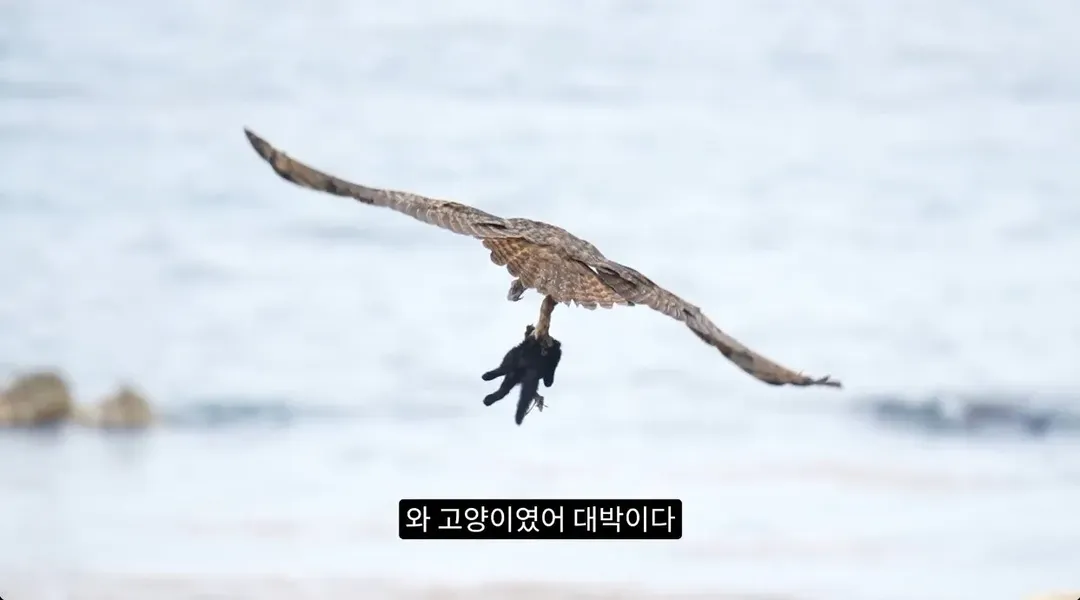 최근 수리부엉이가 먹이로 잡고 있다는 동물ㄷㄷ (6/12)