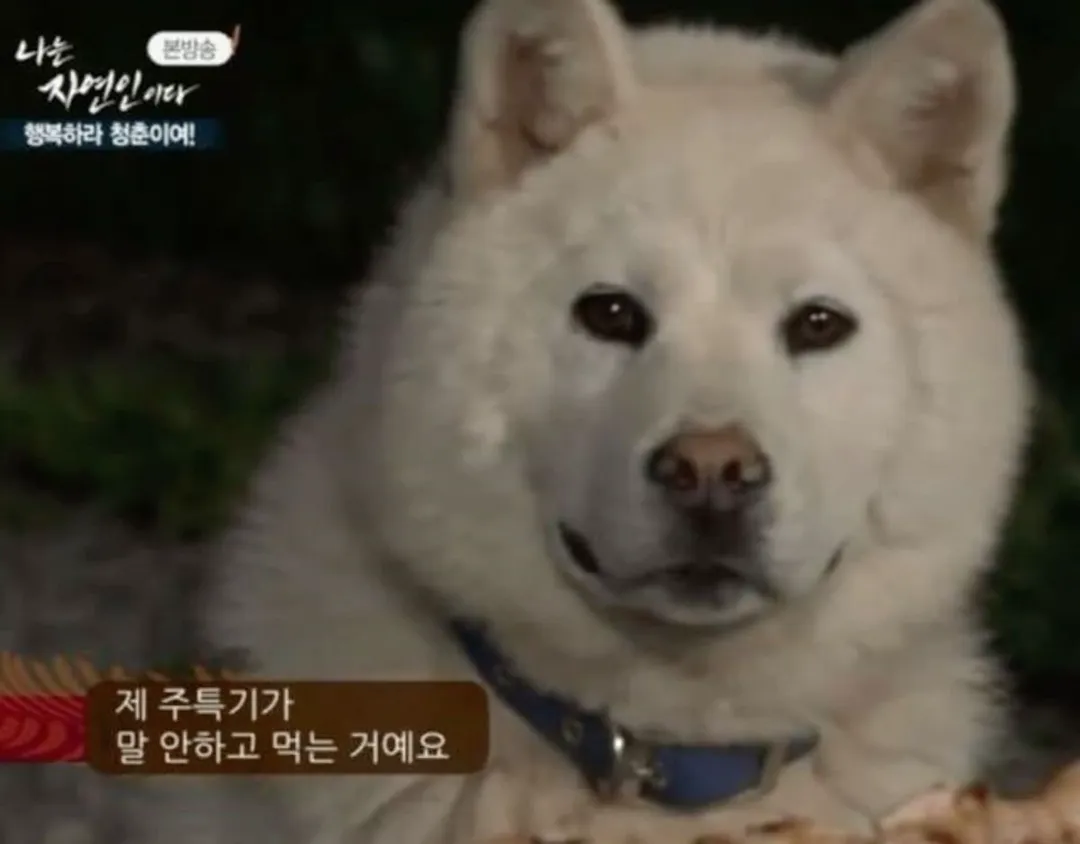 강아지한테 어디 아프냐고 물어보면.jpg (8/20)