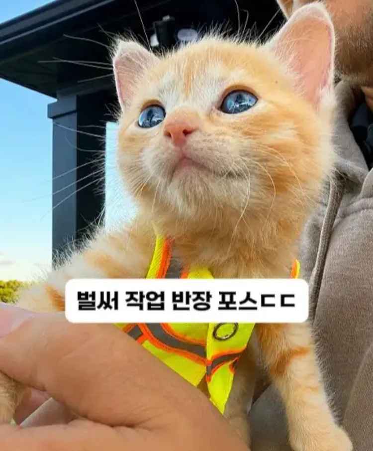팀원이 된 고영이.jpg (7/7)
