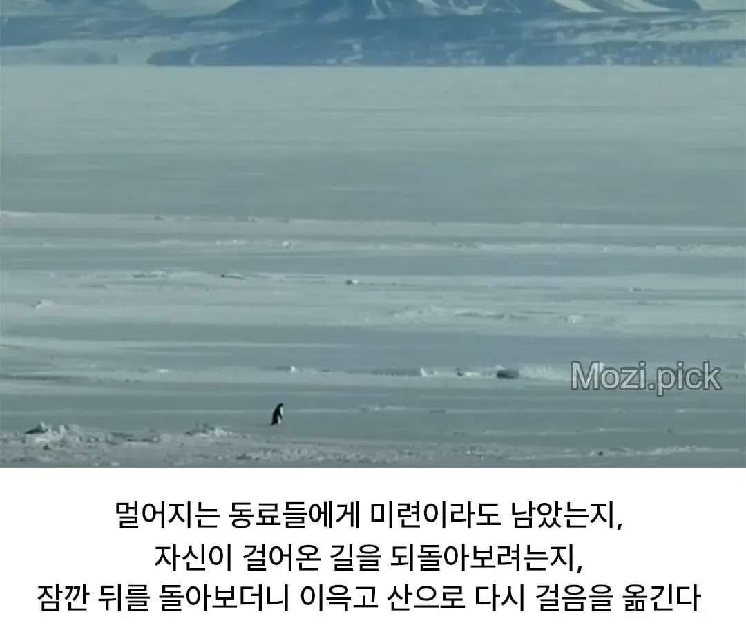 모든 펭귄이 바다로 갈 때, 혼자 산으로 가는 펭귄 (4/7)