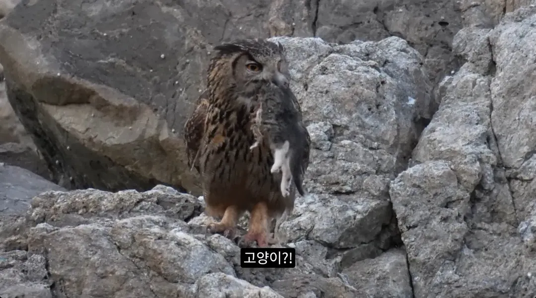 최근 수리부엉이가 먹이로 잡고 있다는 동물ㄷㄷ (4/12)