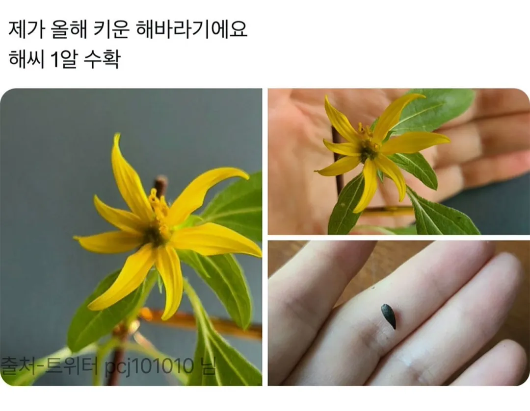 제가 직접 재배한거 보실분.jpg (3/10)