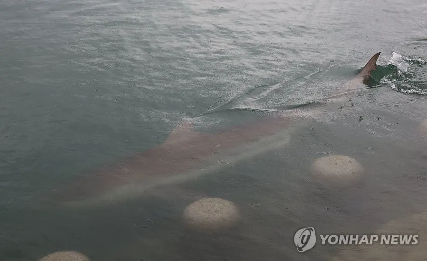 3미터상어 출몰한 오늘자 부산 (4/4)