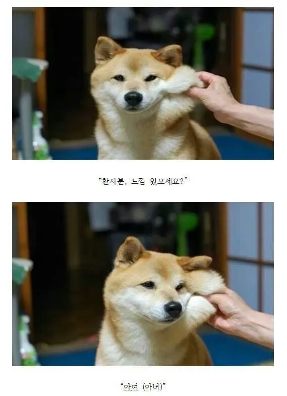운전하는데 강아지가 인사해 줌 (9/20)