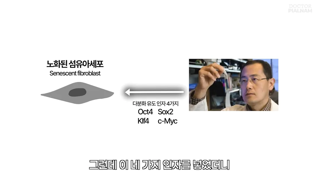 53세 피부를 23세 피부로 돌리는데 성공함 - 英연구팀 (10/14)