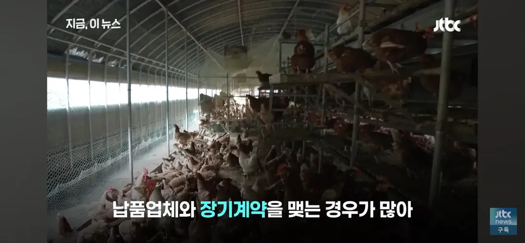 닭값 떨어지니 눈치보는 치킨업계.. (8/15)
