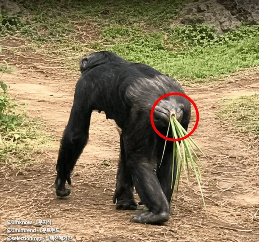 현재 침팬지들에게 유행하는 패션 (3/3)