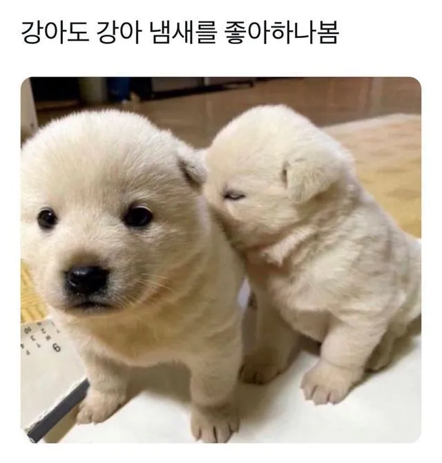 닭갈비 한 대 패주려다 붙잡힌 야옹이. (12/20)