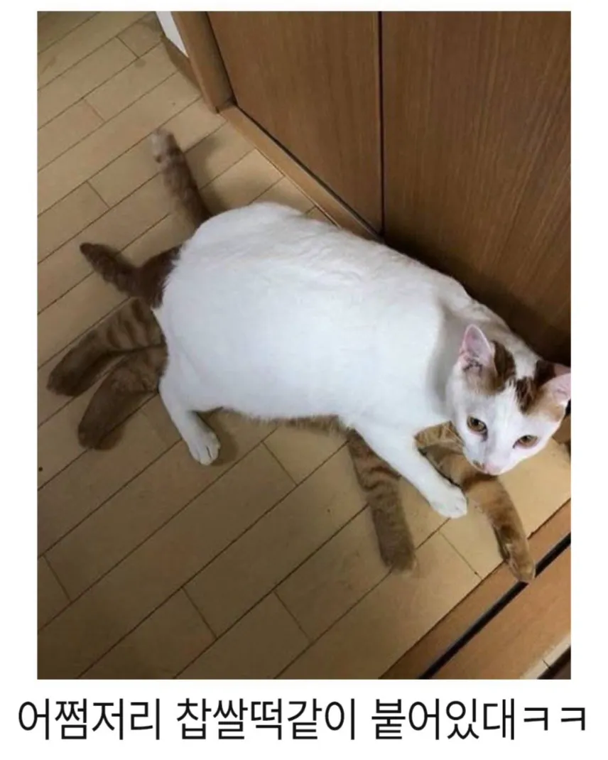 아기고양이 입양 1년후.jpg (2/2)