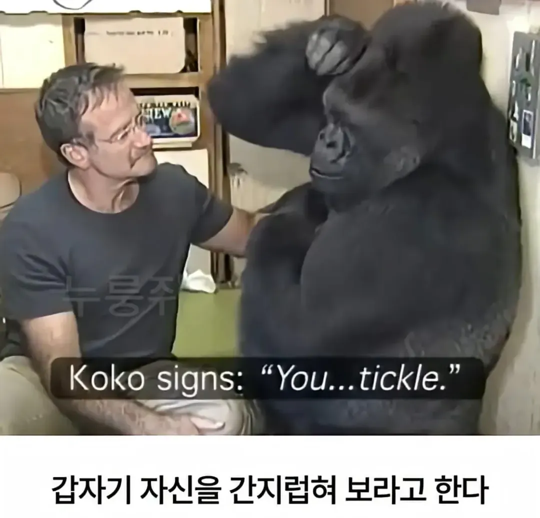 세계 최초로 수어를 이용해 인간과의 대화에 성공한 고릴라 (6/16)