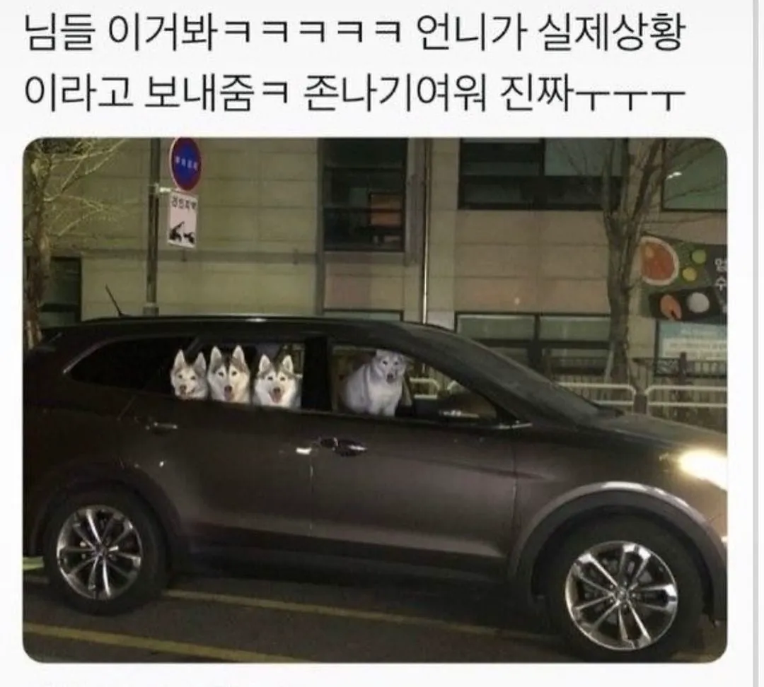 운전하는데 강아지가 인사해 줌 (20/20)