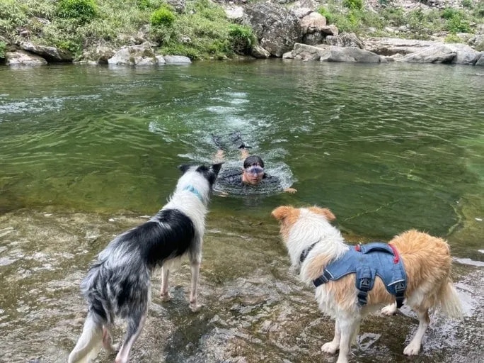 강아지 안키우는 사람들은 은근 모르는거.... (5/6)