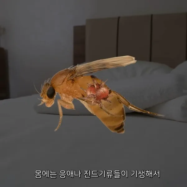 벼룩파리의 불편한 진실 (5/7)