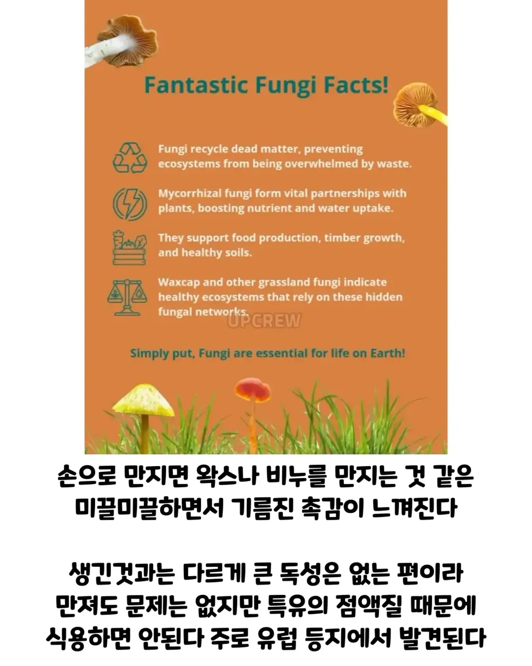버섯갤러들이 환장하는 버섯.jpg (11/19)