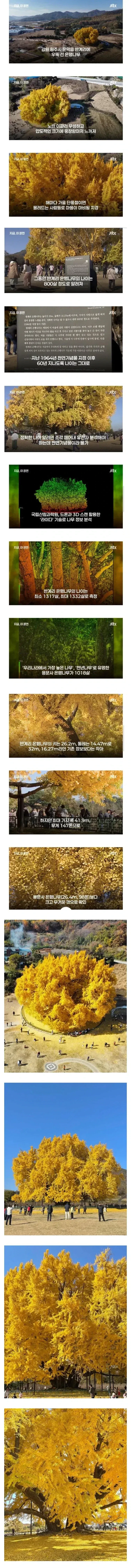 800살이라고 화제였던 은행나무나이 거짓으로 밝혀짐
