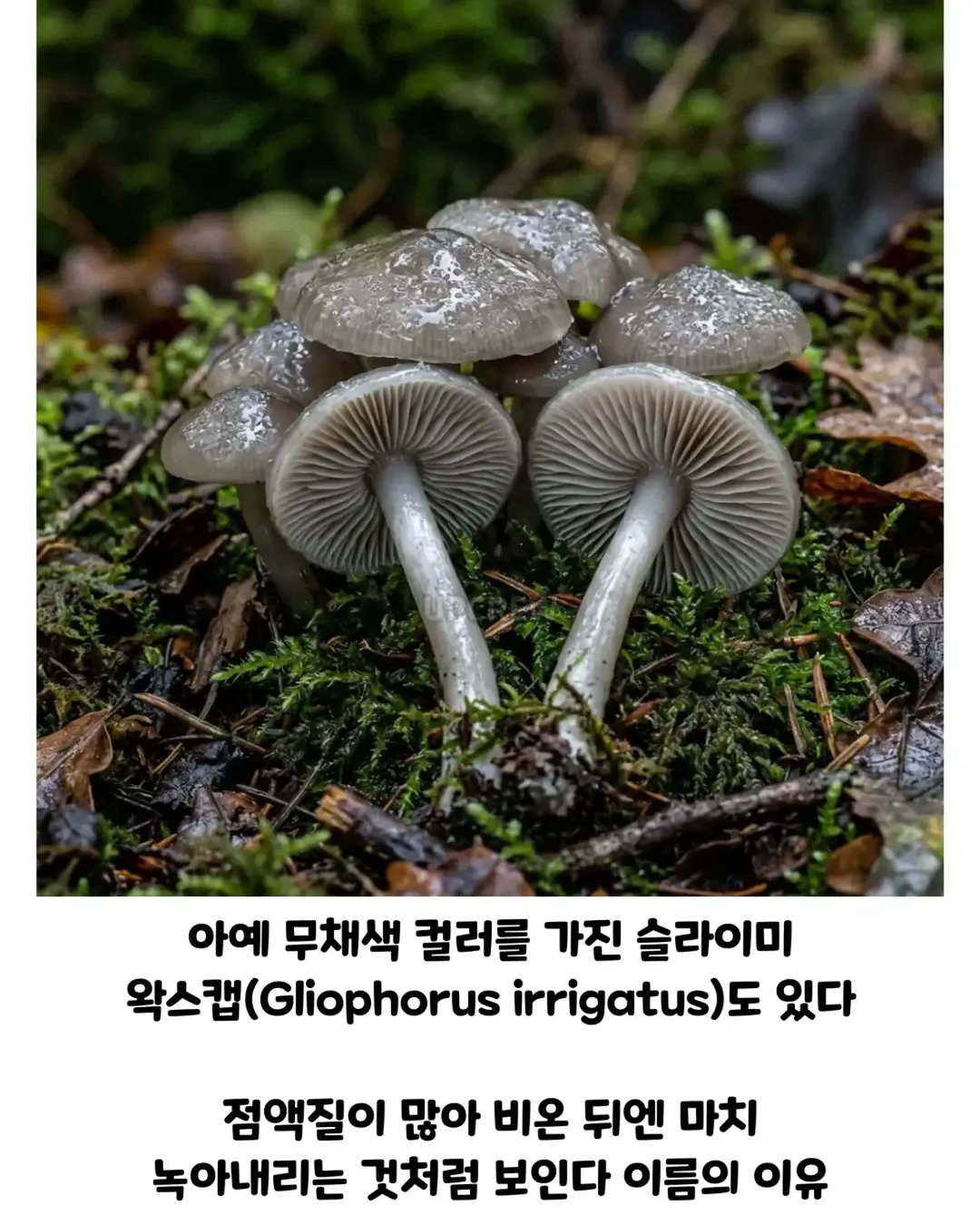 버섯갤러들이 환장하는 버섯.jpg (6/19)