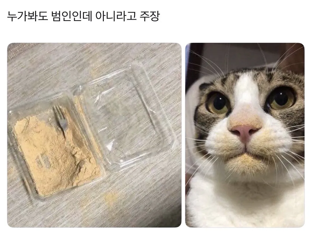 닭갈비 한 대 패주려다 붙잡힌 야옹이. (9/20)