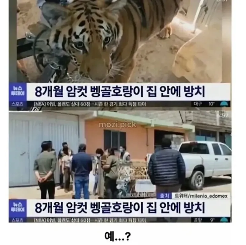 그림자 보고 집에 호랑이 있다고 신고한 결과 (3/4)