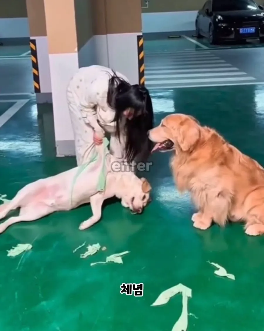 당근에서 강아지 옷 함부로 사면 안 되는 이유 (3/3)