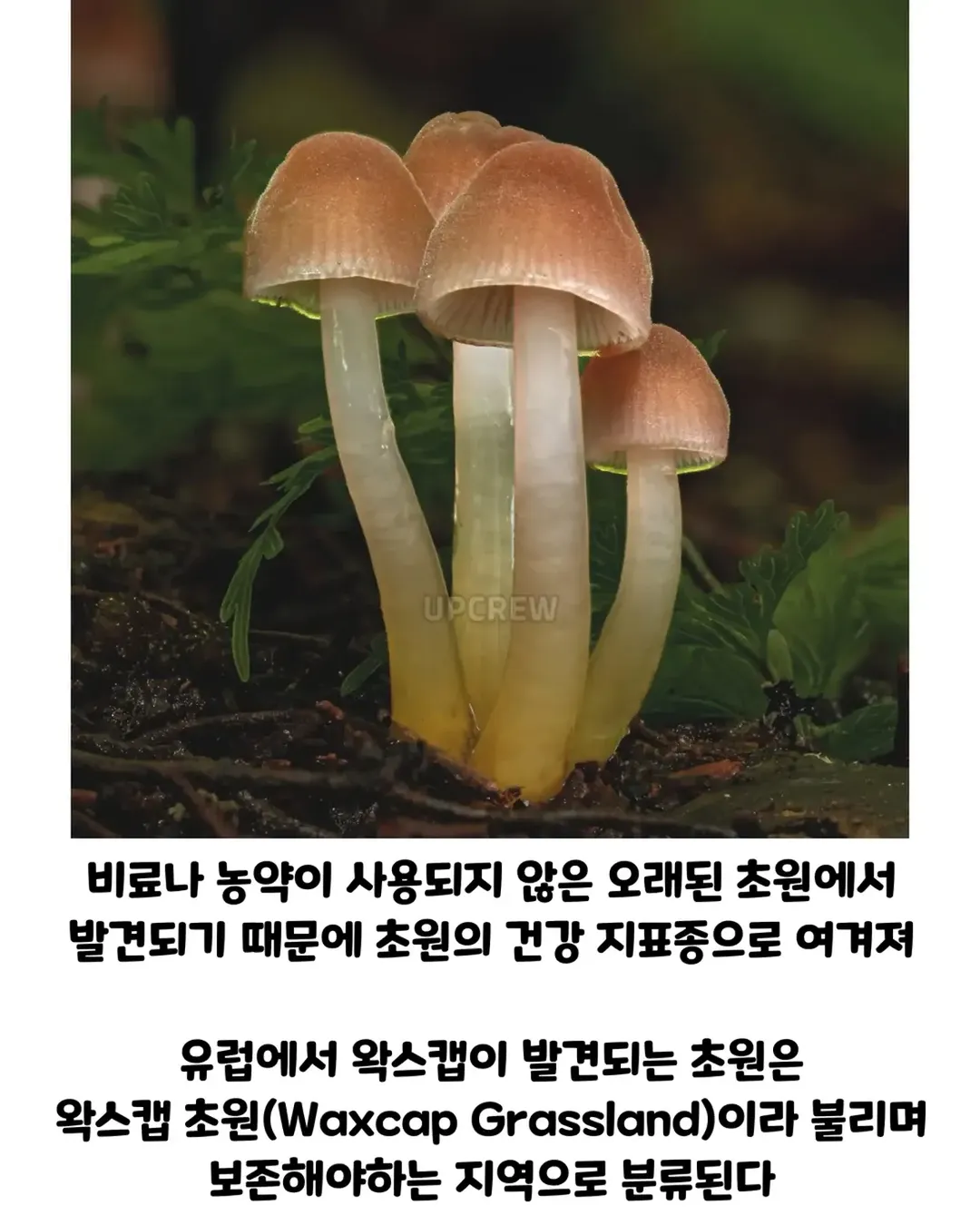 버섯갤러들이 환장하는 버섯.jpg (12/19)