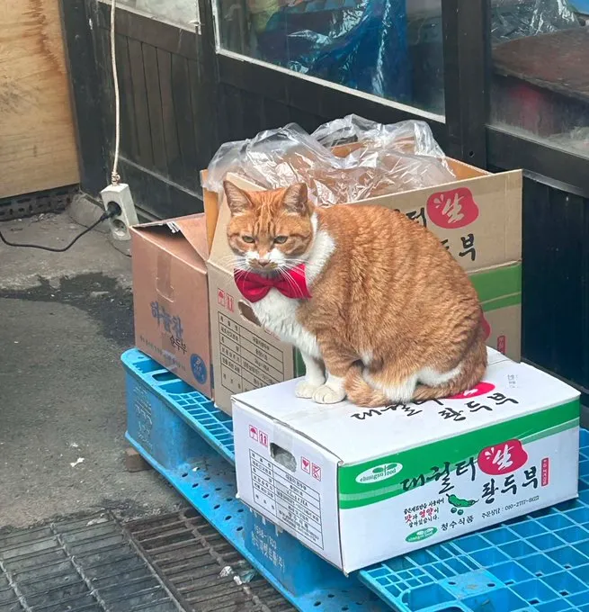 강아지한테 어디 아프냐고 물어보면.jpg (10/20)