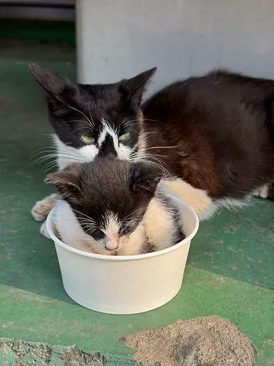 공장 고양이 아깽이 낳았는데 이거 봐...jpg (3/6)