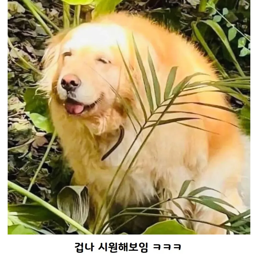 급똥 해결한 강아지 표정 (2/2)