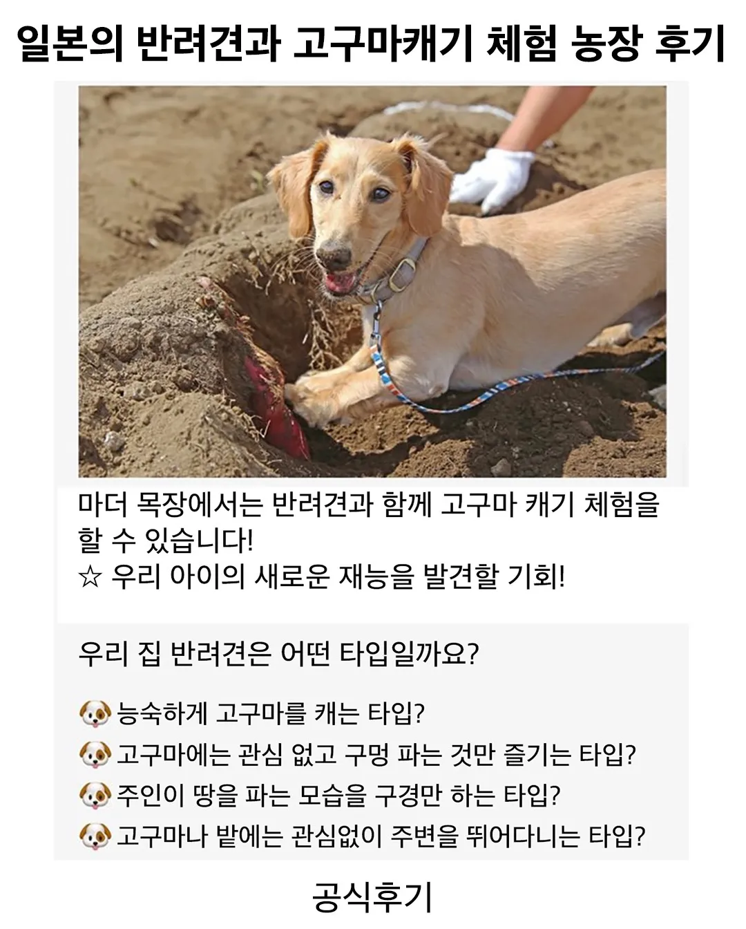 반려견과 고구마캐기 체험 후기.jpg (1/2)