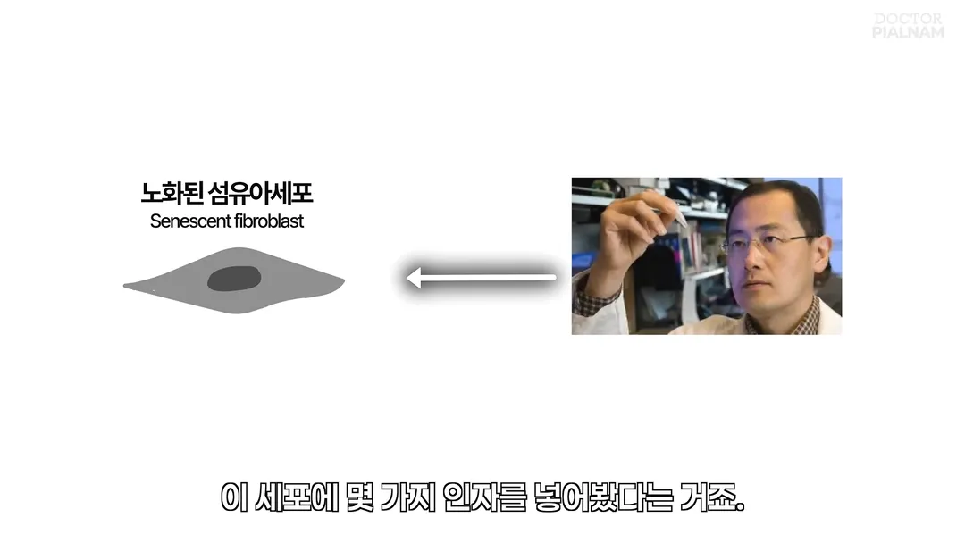 53세 피부를 23세 피부로 돌리는데 성공함 - 英연구팀 (9/14)