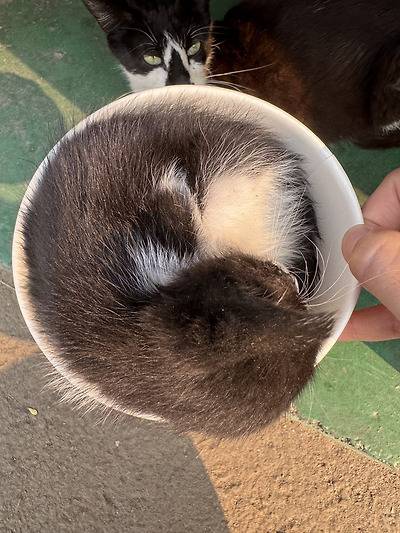 공장 고양이 아깽이 낳았는데 이거 봐...jpg (6/6)
