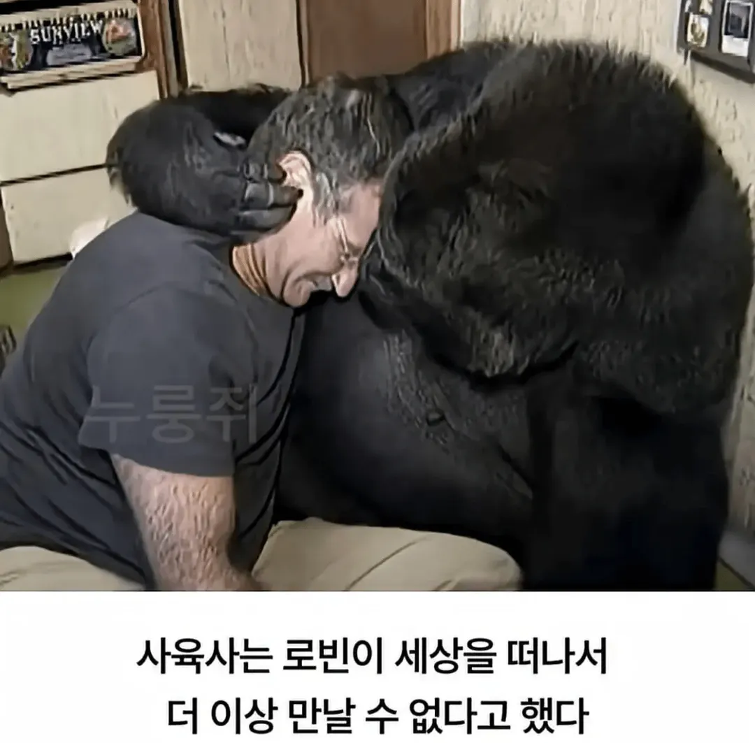 세계 최초로 수어를 이용해 인간과의 대화에 성공한 고릴라 (10/16)