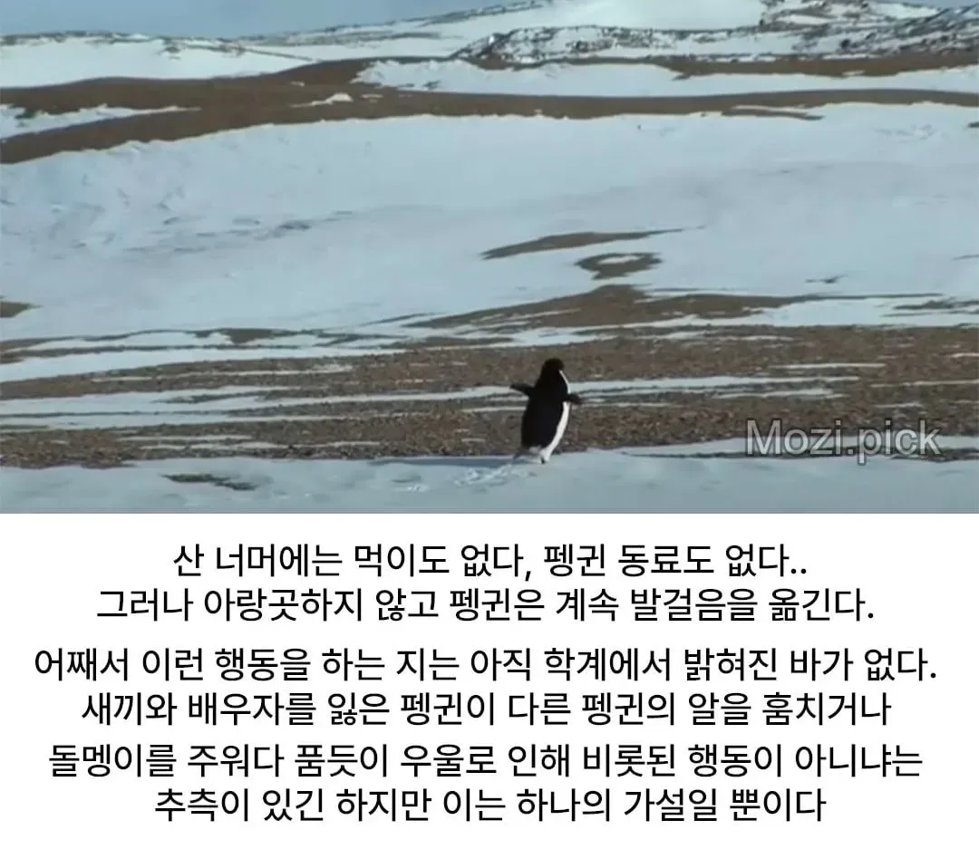 모든 펭귄이 바다로 갈 때, 혼자 산으로 가는 펭귄 (6/7)