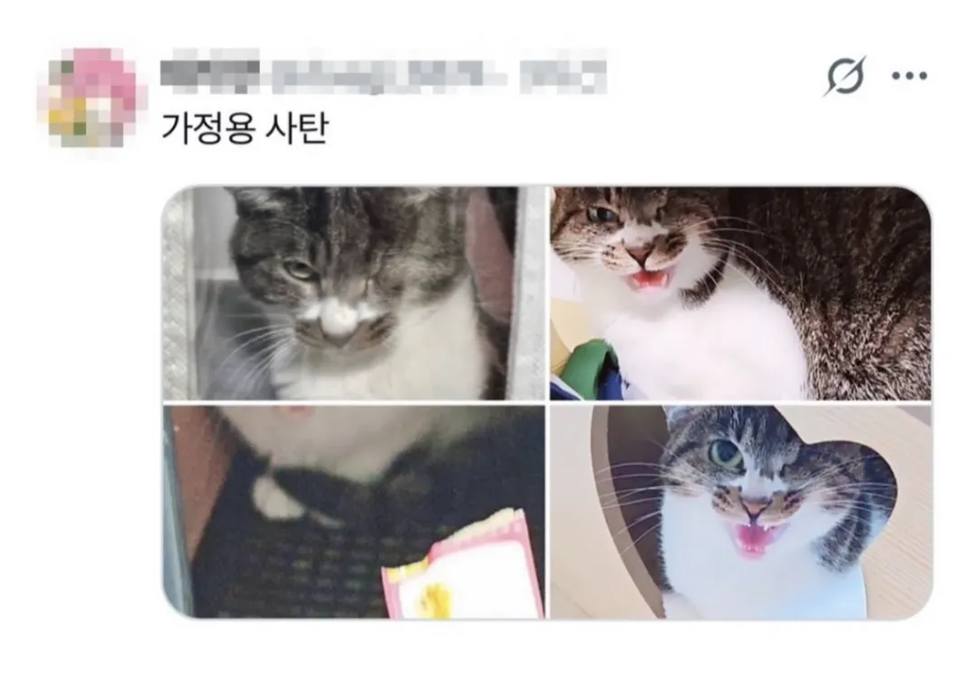 요즘 반려동물을 "가정용OO"이라고 부르는게 유행이래 (3/5)