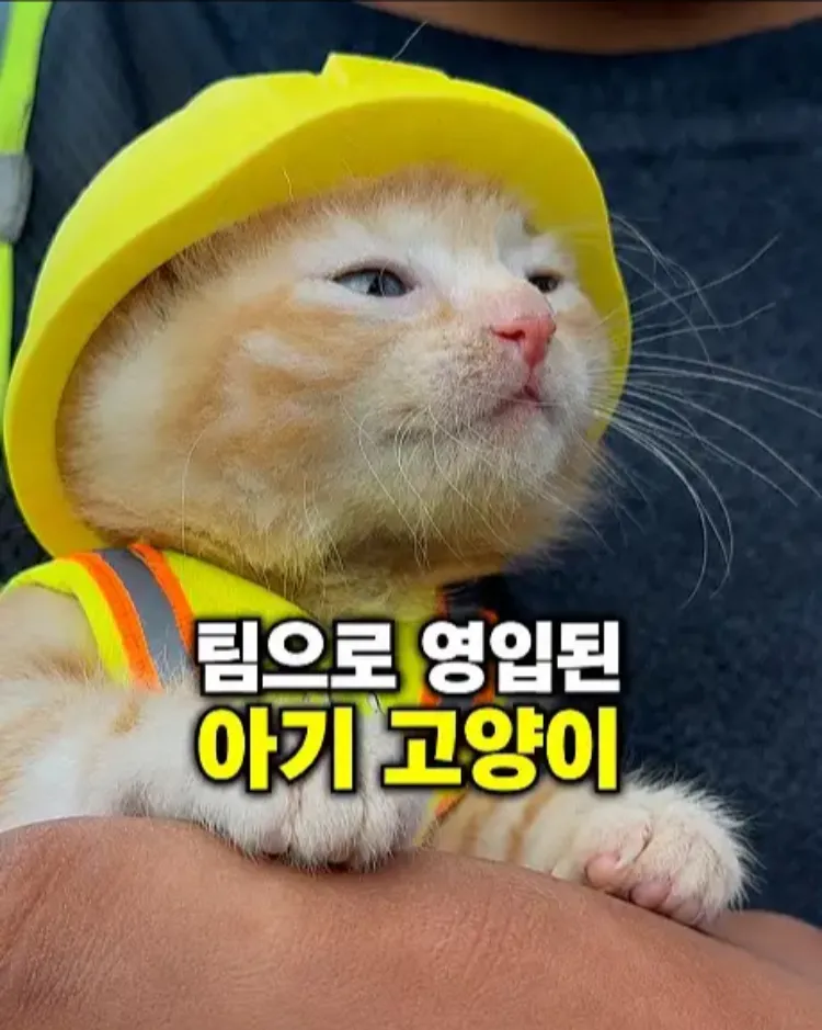 팀원이 된 고영이.jpg (2/7)