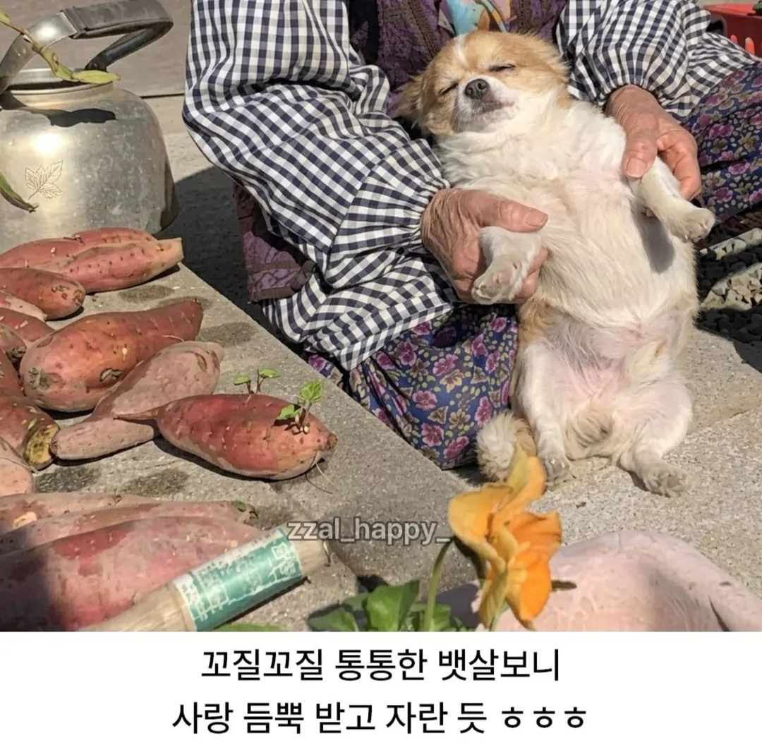 할머니따라 시장갔다가 지쳐 잠든 강아지 (2/2)